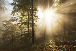 Morning mist in the woods at Laacher Kopf, near Maria Laach, Eifel, Rhineland-Palatinate, Germany