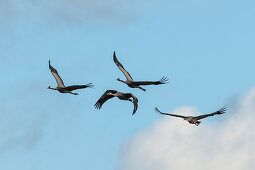 Flugstudie Kraniche, Vögel des Glücks, Zugvogel, Vogelzug, Fliegende Kraniche, Herbst, Kranichfamilie, Rastplatz, Linum, Linumer Bruch, Brandenburg, Deutschland