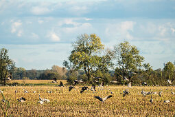 Cranes, Crane Long exposure, Birds of Luck, Birds, Bird migration, Flying cranes, Autumn, Arable land, Corn field, Crane family, Rest area, Feeding place, Linum, Linumer Bruch, Brandenburg, Germany