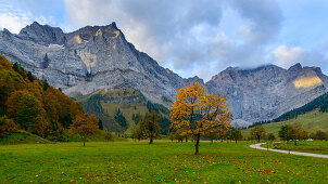 Ahorn vor der Bergkulisse des Karwendel, großer Ahornboden, Tirol, Österreich