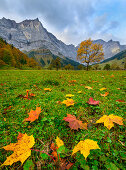 Bunte Ahornblätter in Herbstfärbung im Ahornboden, Tirol, Österreich