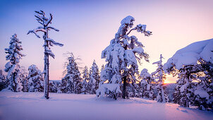 Sonnenuntergang im verschneiten Wald , Luosto, finnisch Lappland