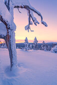 Unberührte Schneelandschaft in pastellfarbenem Licht auf den Hügeln von Luosto, finnisch Lappland
