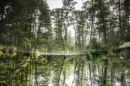 Biosphärenreservat Spreewald, Unterspreewald, Brandenburg, Deutschland, Wasserwandern, Kajaktouren, Naherholungsgebiet, Familienurlaub, Familienausflug, Paddeln, Rudern, Wildnis, Ausflug, Tagesauflug, Flusslandschaft, Buchenhain, Wasserspiegelung, Frühneb