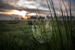 Spreewald Biosphere Reserve, Germany, Hiking, Kayaking, Recreation Area, Family Vacation, Family Outing, Wild Meadow, Willow Tree, Walk, Morning Dew, Dewdrop, Dew, Spider Web, Sunrise, Wilderness, Excursion, Day Trip, Fog, Summer Day