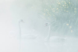 Spreewald Biosphere Reserve, Germany, Water Hiking, Kayaking, Recreation Area, Family Vacation, Family Outing, River Landscape, Wilderness, Swans, Mute Swans, Dawn, Mist, foggy, bird, Excursion