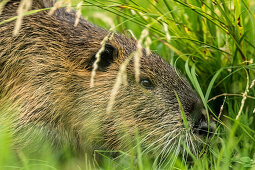 Biosphärenreservat Spreewald, Unterspreewald, Brandenburg, Deutschland, Wasserwandern, Kajaktouren, Naherholungsgebiet, Wildnis, Nutria am Flussufer, Biberratte, Nagertier