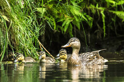 Spreewald Biosphere Reserve, Brandenburg, Germany, Kayaking, Recreation Area, River Landscape, Ducks, Mallard ducks and chicks, Duck Family, Wilderness