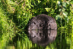 Biosphere Reserve Spreewald, Brandenburg, Germany, Hiking, Kayaking, Recreation Area, River Landscape, Wilderness, Beaver along the river