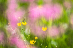 Germany, Bavaria, Alps, Oberallgaeu, Oberstdorf, Summer landscape with flower meadow, Summer holidays, Flowers, Biodiversity