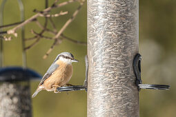 Deutschland, Bayern, Alpen, Oberallgäu, Oberstdorf, Singvögel, Kleiber an einer Futtersäule, Vogelfutter, Vögel füttern, Winterfütterung