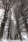 Deutschland, Bayern, Alpen, Oberallgäu, Oberstdorf, Winterlandschaft im Abendlicht, Winterurlaub, Wandern, Winterwanderweg, Baumallee beim Schneefall