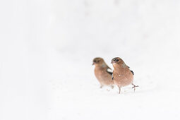 Germany, Bavaria, Alps, Oberallgaeu, Oberstdorf, Mountain finch in the snow, songbirds, bird, finches,  winter feeding