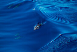 Dolphins escort expedition cruise ship MS Bremen (Hapag-Lloyd Cruises) cruising from Indonesia to BorneO, South China Sea, near Indonesia, Asia