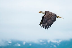 A bald eagle (Haliaeetus leucocephalus) in flight against an overcast sky, Unalaska Island, Alaska, USA, North America