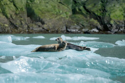 Two harbor seals (Phoca vitulina) rest on an ice floe near Sawywer Glacier, Tracy Arm, Stephens Passage, Tongass National Forest, Tracy Arm-Fords Terror Wilderness, Alasksa, USA, North America