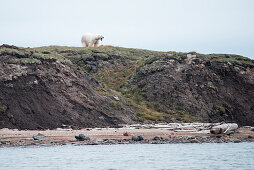 A polar bear (Ursus maritimus) yawns while looking down from an eroded bank, Flaxman Island, North Slope Borough, Alaska, USA, North America