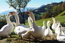 goose over the Inn valley, Kaiserwinkl, Tyrol, Austria