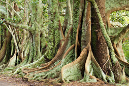 Huge Moreton Bay Figs line a road in the interior of the island, Australia