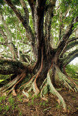 Huge White fig tree near St. Barnabas Chapel in the interior of Norfolk Island, Australia