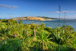 Bucht und Düne am Hokianga Harbour, Northland Region, Nordinsel, Neuseeland
