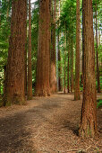 Track leading through forest with redwood trees, Redwood Forest, Whakarewarewa Forest, Rotorua, Bay of Plenty, North island, New Zealand