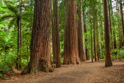 Weg führt durch Wald mit Redwoodbäumen, Redwood Forest, Whakarewarewa Forest, Rotorua, Bay of Plenty, Nordinsel, Neuseeland
