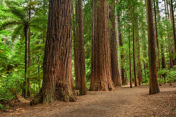 Track leading through forest with redwood trees, Redwood Forest, Whakarewarewa Forest, Rotorua, Bay of Plenty, North island, New Zealand