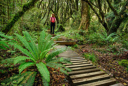 Frau wandert auf Weg mit Treppen durch Wald mit Farnen, Mangorai Track, Aufstieg Pouakai Hut, Mount Egmont, Egmont Nationalpark, Taranaki, Nordinsel, Neuseeland