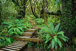 Weg mit Treppen führt durch Wald mit Farnen, Mangorai Track, Aufstieg Pouakai Hut, Mount Egmont, Egmont Nationalpark, Taranaki, Nordinsel, Neuseeland