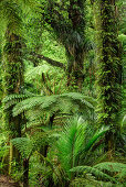 Rainforest with fern trees, Abel Tasman Coastal Track, Great Walks, Abel Tasman National Park, Tasman, South island, New Zealand