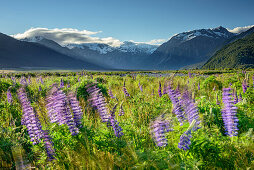 Blaue Lupinen wackeln im Wind, Arthur's Pass, Arthur's Pass Nationalpark, Canterbury, Südinsel, Neuseeland