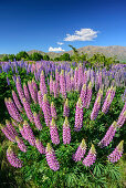 Blaue Lupinen, Ahuriri River, Canterbury, Südinsel, Neuseeland