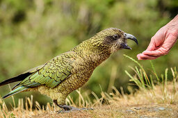 Kea nimmt Futter auch der Hand, Nestor notabilis, Bergpapagei, Südinsel, Neuseeland