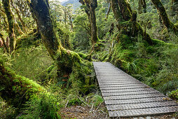 Weg führt durch Buchenwald, Routeburn Track, Great Walks, Fiordlands Nationalpark, UNESCO Welterbe Te Wahipounamu, Queenstown-Lake District, Otago, Südinsel, Neuseeland