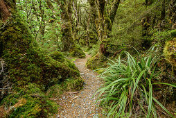 Weg führt durch Buchenwald, Routeburn Track, Great Walks, Fiordlands Nationalpark, UNESCO Welterbe Te Wahipounamu, Queenstown-Lake District, Otago, Südinsel, Neuseeland
