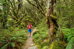 Frau wandert durch Buchenwald, Routeburn Track, Great Walks, Fiordlands Nationalpark, UNESCO Welterbe Te Wahipounamu, Queenstown-Lake District, Otago, Südinsel, Neuseeland