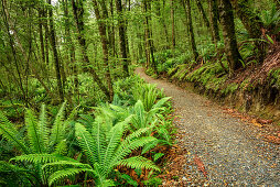 Track leading through beech forest with ferns, Kepler Track, Great Walks, Fiordland National Park, UNESCO Welterbe Te Wahipounamu, Southland, South island, New Zealand