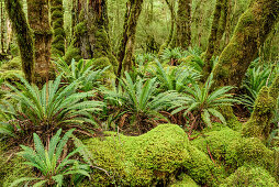 Beech forest with moss and ferns, Fiordland National Park, UNESCO Welterbe Te Wahipounamu, Southland, South island, New Zealand