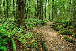 Track leading through beech forest with ferns, Kepler Track, Great Walks, Fiordland National Park, UNESCO Welterbe Te Wahipounamu, Southland, South island, New Zealand