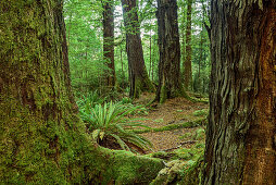 Beech forest with ferns, Fiordland National Park, UNESCO Welterbe Te Wahipounamu, Southland, South island, New Zealand