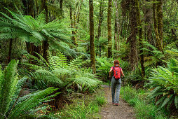 Frau wandert durch Wald mit Farnbäumen, Hump Ridge, Hump Ridge Track, Fiordlands Nationalpark, UNESCO Welterbe Te Wahipounamu, Southland, Südinsel, Neuseeland