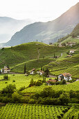 Weinberge und Häuser, Bozen, Provinz Südtirol, Trentino-Südtirol, Italien