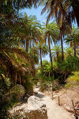 Palm tree lined river, canyon, Preveli, Crete, Greece, Europe