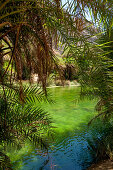 Palm tree lined river, canyon, Preveli, Crete, Greece, Europe