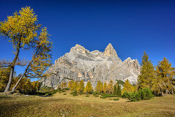 Herbstlich verfärbte Lärchen mit Monte Pelmo, Monte Pelmo, Dolomiten, UNESCO Welterbe Dolomiten, Venetien, Italien