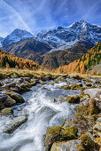 River with larch trees in autumn colours, Koenigsspitze, Zebru and Ortler in background, Sulden, Ortler group, South Tyrol, Italy