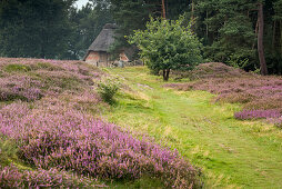 Blooming heather, Pestruper Gräberfeld, Pestrup, Wildeshausen, Oldenburg, Nature Park Wildeshauser Geest, Lower Saxony, Germany, Europe