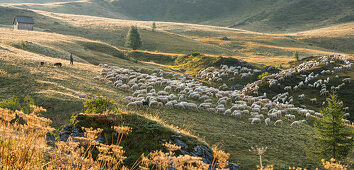 flock of sheep, shepherds, Passo di Giau, Veneto, Italy