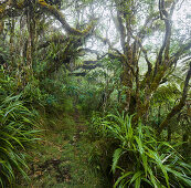 Forêt de Bebour, Reunion, France